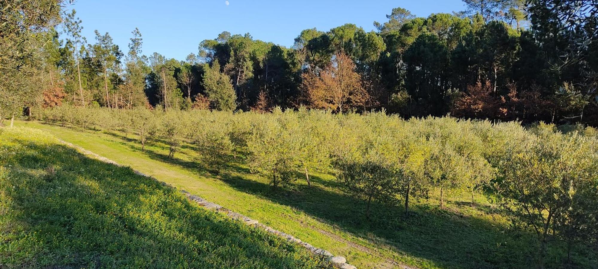 Quinta Da Pedra Mija ξενώνας Santar Εξωτερικό φωτογραφία
