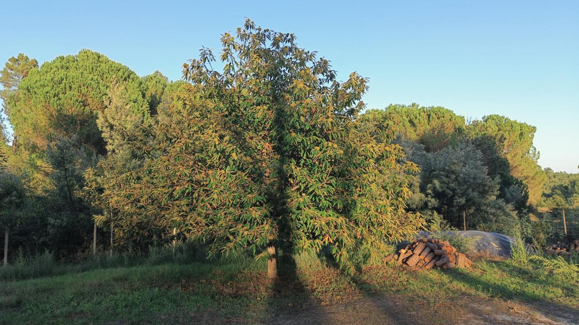 Quinta Da Pedra Mija ξενώνας Santar Εξωτερικό φωτογραφία