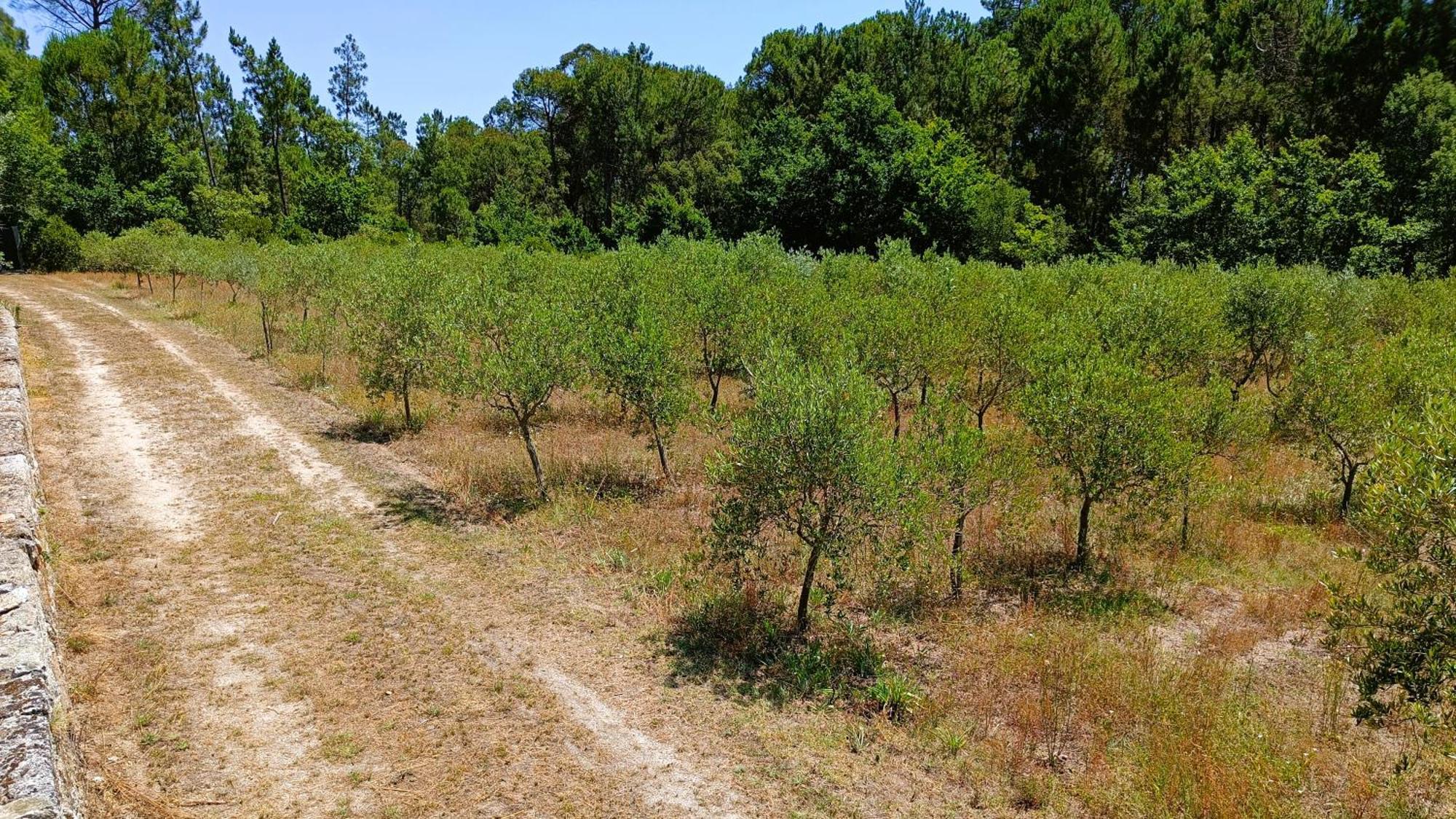 Quinta Da Pedra Mija ξενώνας Santar Εξωτερικό φωτογραφία