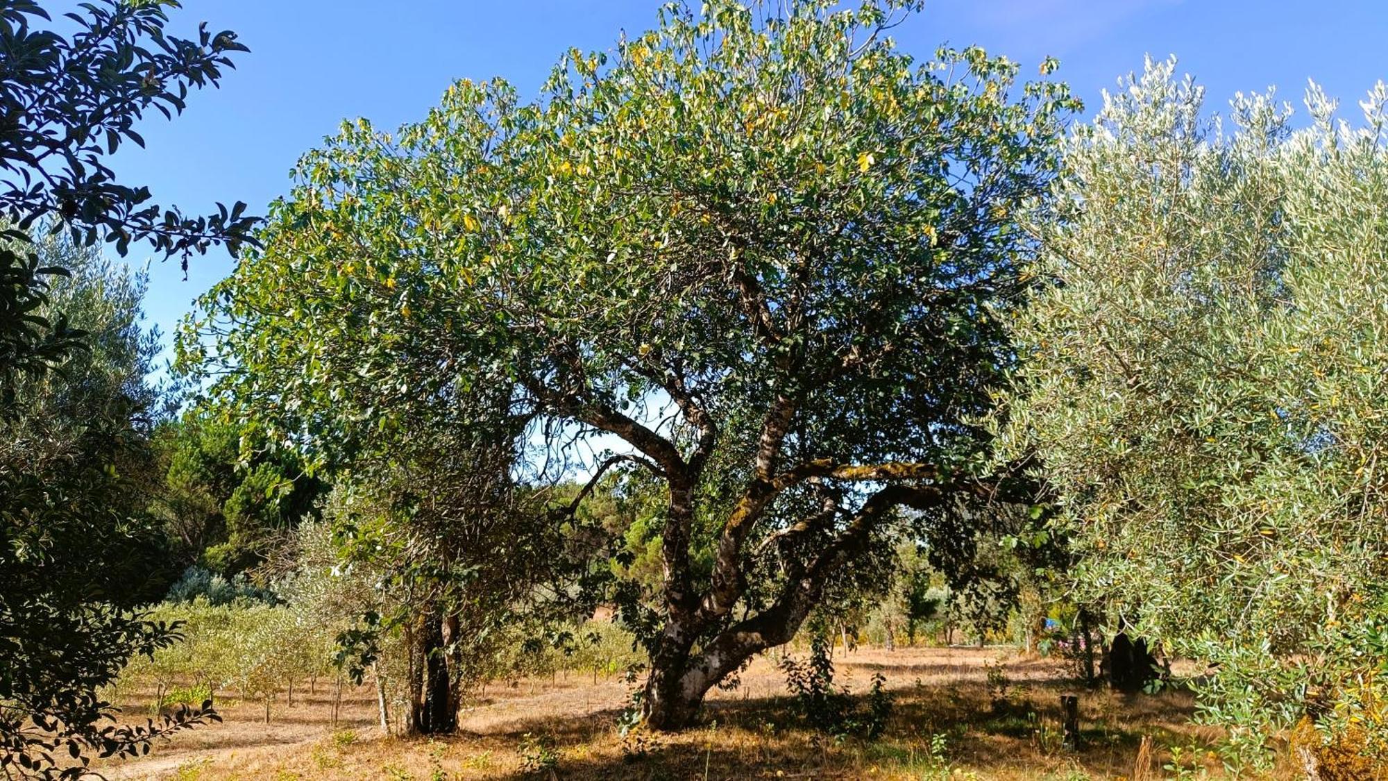 Quinta Da Pedra Mija ξενώνας Santar Εξωτερικό φωτογραφία