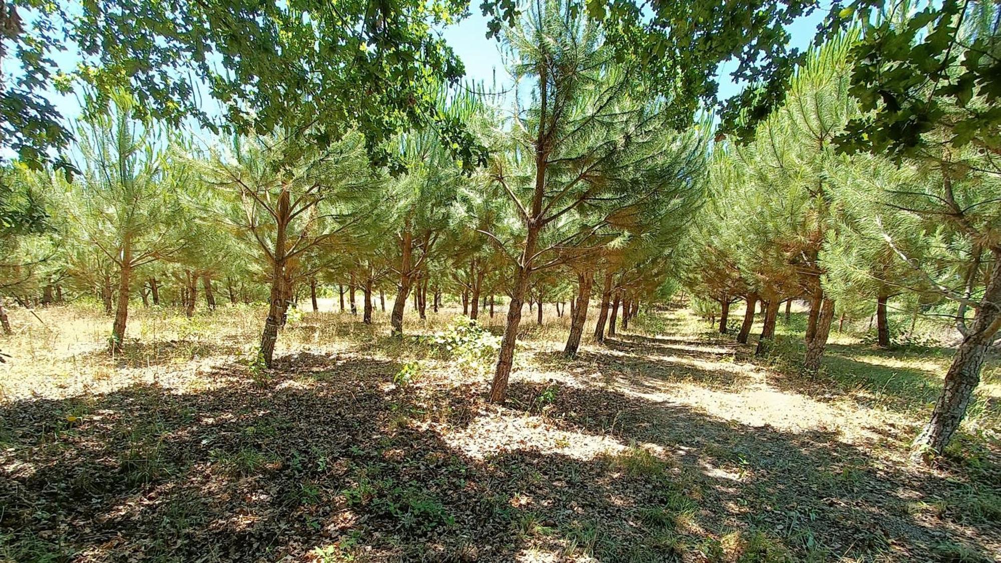 Quinta Da Pedra Mija ξενώνας Santar Εξωτερικό φωτογραφία